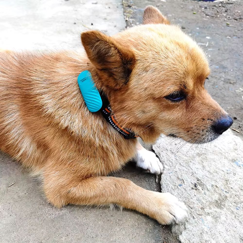 Tracker GPS 4G pentru Animale, Impermeabil, Localizare in Timp Real pentru Caini si Pisici, cu Aplicatie Gratuita - Taggo.ro